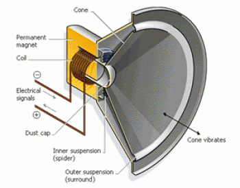 Loudspeaker anatomy